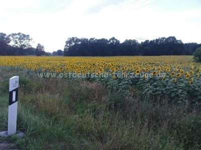 Überall Sonnenblumen!