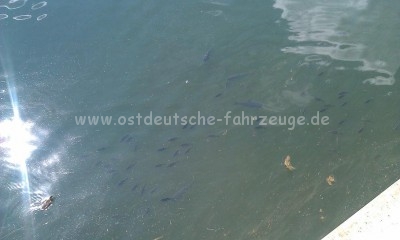 Dicke Fische in der Talsperre Pöhl...