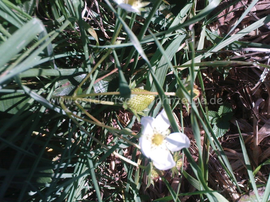 Die erste zufällig entdeckte Blüte