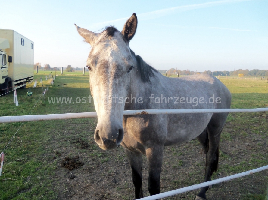 Max sein neuer Kumpel